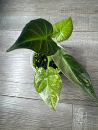 Image 2 of ALOCASIA REGAL SHIELDS ALBO (RS2)
