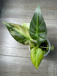 Image 3 of ALOCASIA REGAL SHIELDS ALBO (RS2)