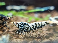 Image 1 of Medium Grade - Galaxy Pinto Shrimp