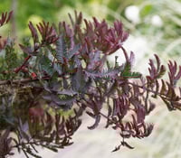 Image 2 of Acacia baileyana 'Purpurea' - Purple Cootamundra Wattle