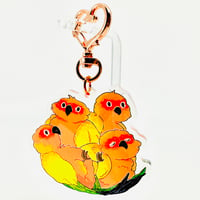 Image 1 of Sun Conure Charm