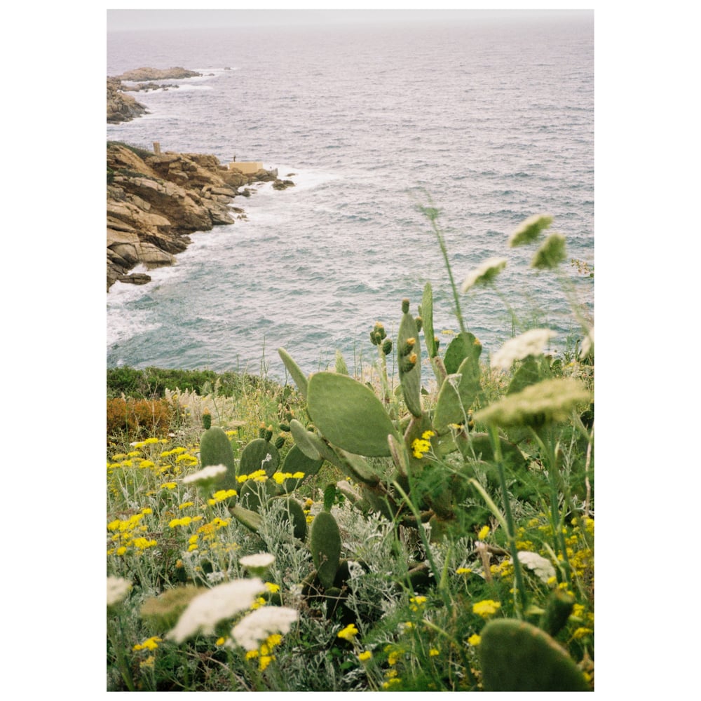 Image of Giglio