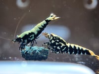 Image 2 of Medium Grade - Galaxy Pinto Shrimp