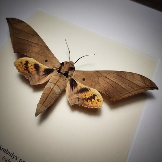 Image of Ambulyx pryeri