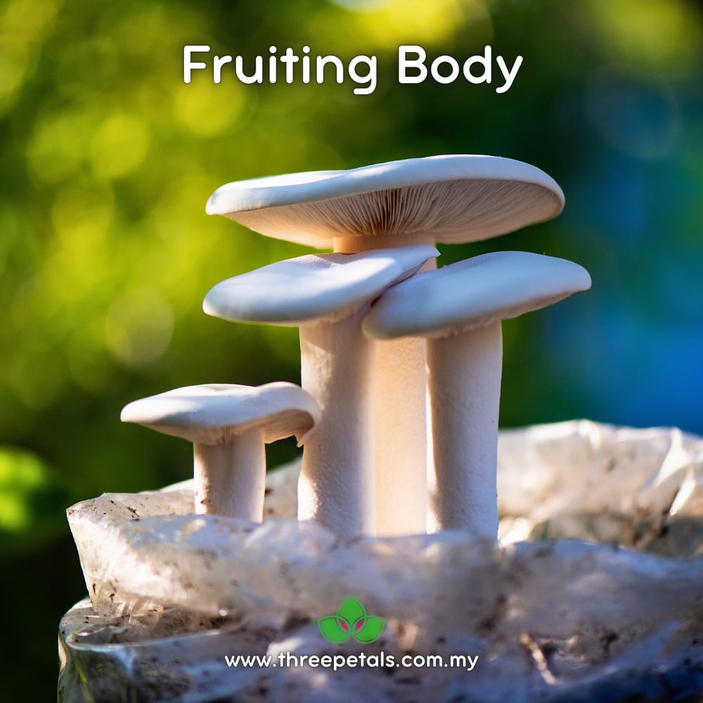 Milky White (Calocybe Indica) Live Mycelium Mushroom Culture Spawn Seed