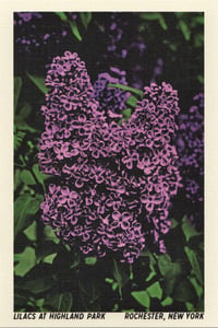 Image 1 of Lilacs at Highland Park Postcard