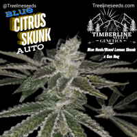 Image 1 of Timberline Select ~ Blue Citrus Skunk Auto 