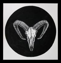 Image 1 of Original ink drawing "Mouflon skull"