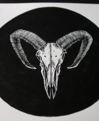 Image 2 of Original ink drawing "Mouflon skull"