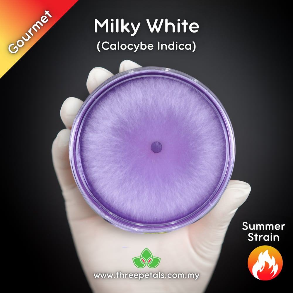 Milky White (Calocybe Indica) Live Mycelium Mushroom Culture Spawn Seed