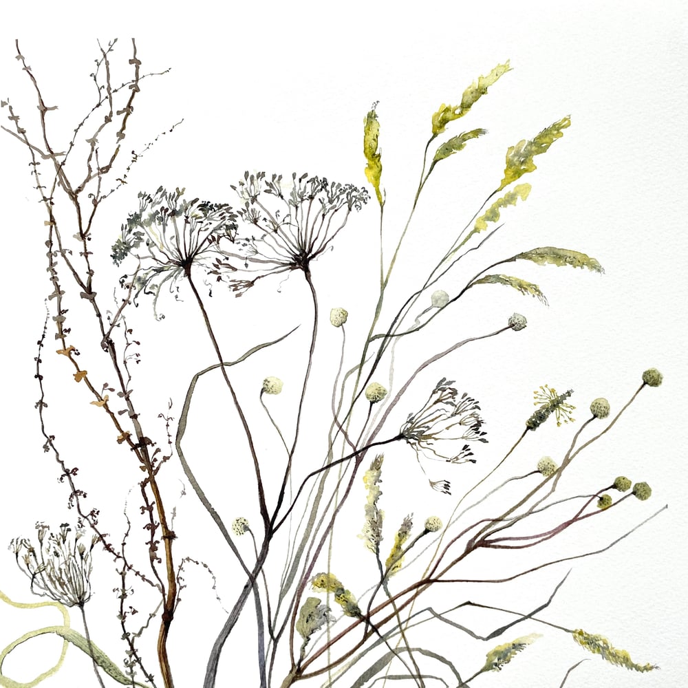 Image of Cow Parsley and Anemone Seedheads