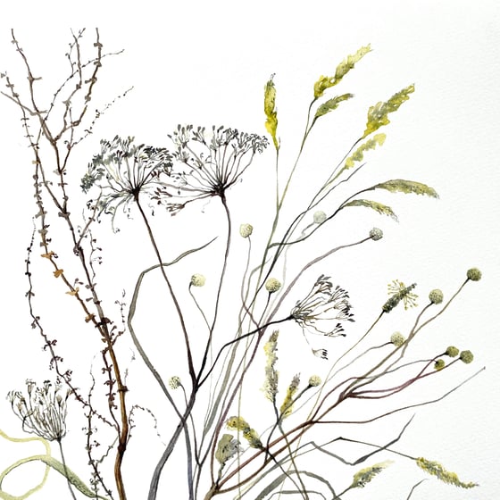 Image of Cow Parsley and Anemone Seedheads