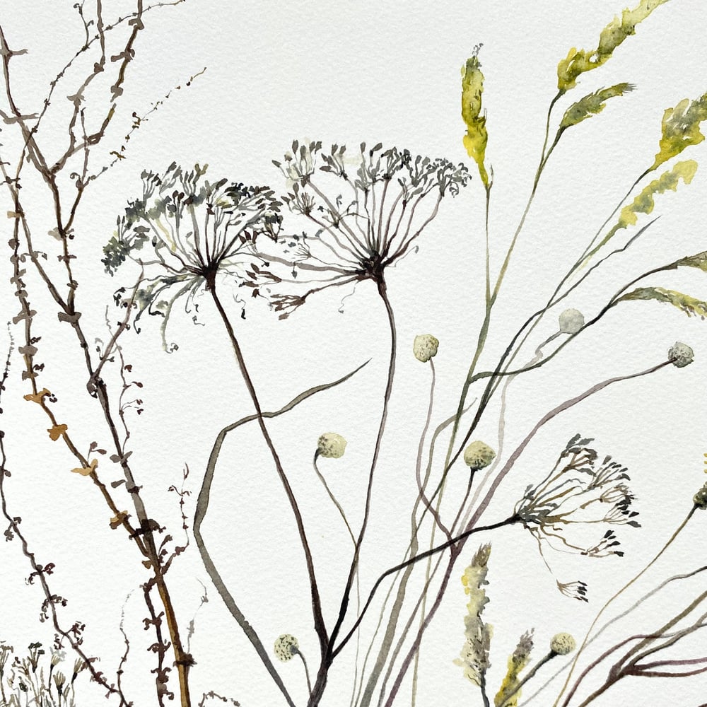 Image of Cow Parsley and Anemone Seedheads