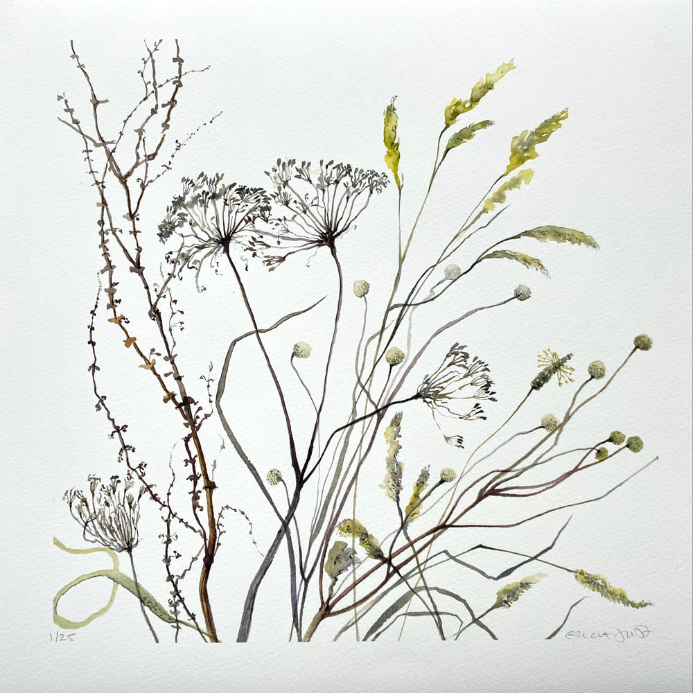 Image of Cow Parsley and Anemone Seedheads