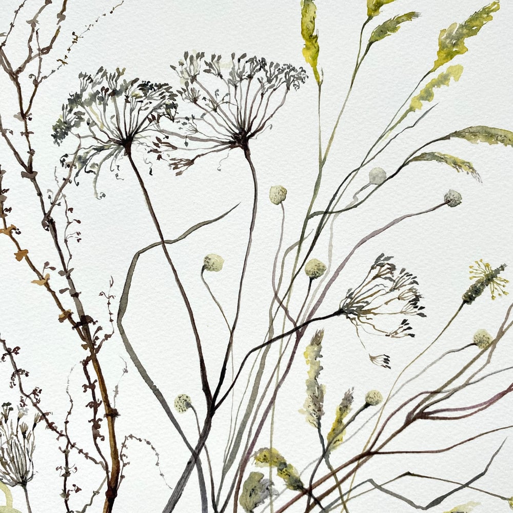 Image of Cow Parsley and Anemone Seedheads