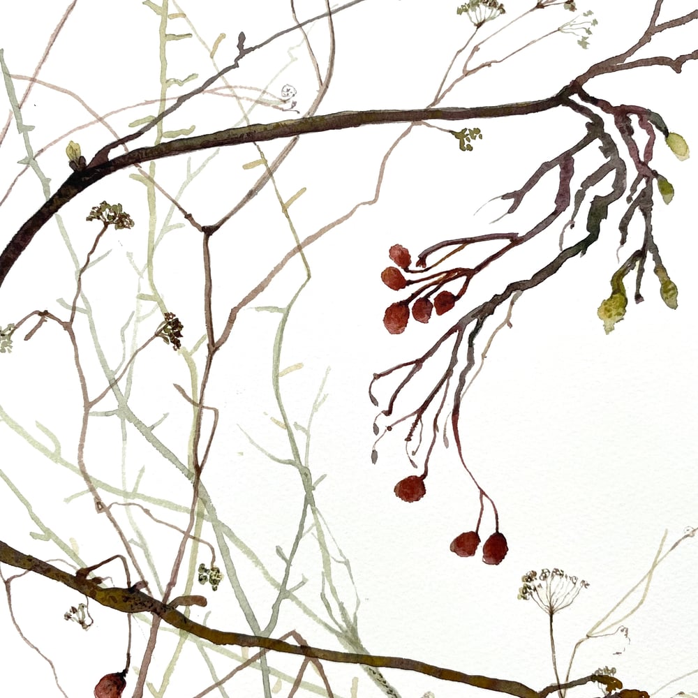 Image of Branches and Berries