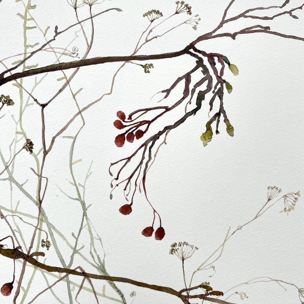 Image of Branches and Berries