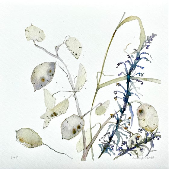 Image of Lunaria and Mugwort 