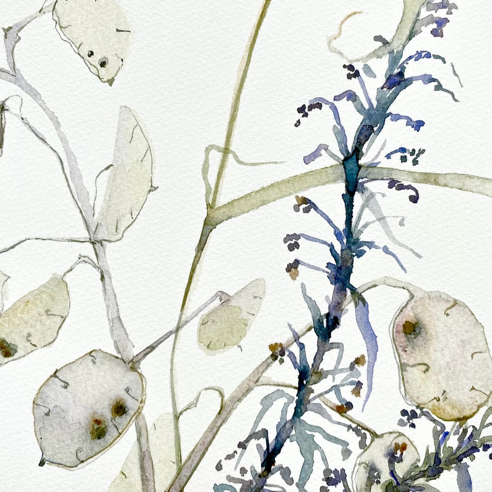 Image of Lunaria and Mugwort 