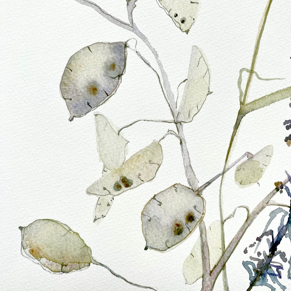 Image of Lunaria and Mugwort 