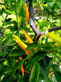 Image 1 of Gochujang Essential Oil Infused Olive Oil