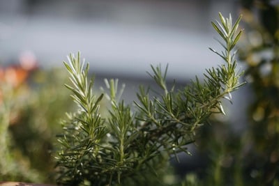 Rosemary Olive Oil (fresh crop from Australia- super flavorful )