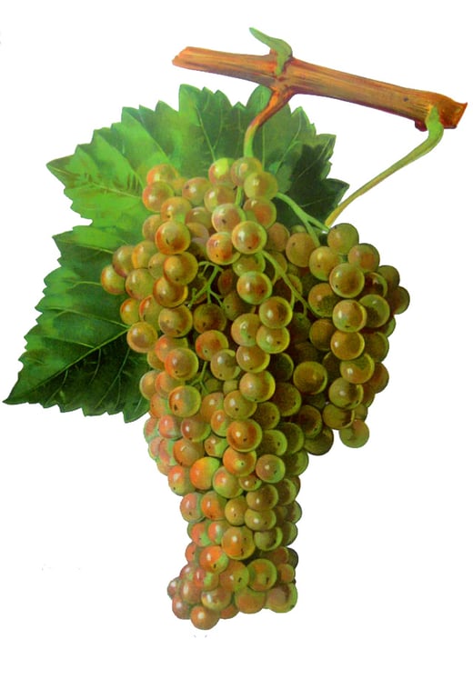 Ultra-premium White Balsamic Vinegar