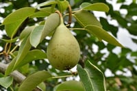 Cinnamon-Pear Balsamic 