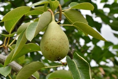 Cinnamon-Pear Balsamic 