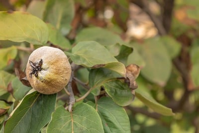 Pomegranate Quince White Balsamic Vinegar