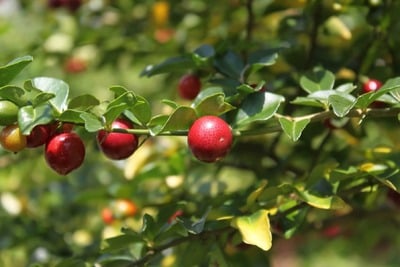 Cranberry-Pear Balsamic Vinegar (our most beloved white balsamic)