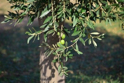 Hojiblanca Extra Virgin Olive Oil from Australia Summer 2024