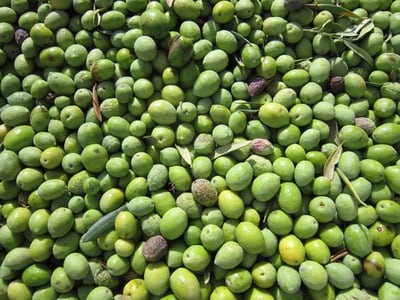 ORGANIC Cobrancosa Extra Virgin Olive Oil from Portugal 2025 Mild