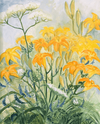 Day Lily, Queen Ann's Lace and Vetch 