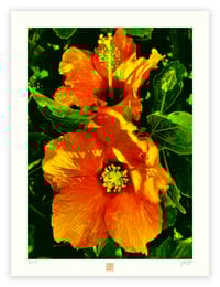 Image 1 of  ORANGE HIBISCUS (24X18)