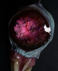 Image 5 of  Pinky Snaggletooth Pendant