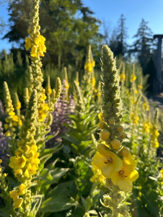 Image of Farm Incense Workshop Weds Sept 4th