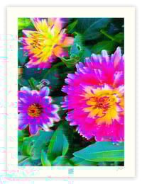 Image 1 of SCREAMING DAHLIAS (24X18)