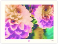 Image 1 of DREAMING OF DAHLIAS 