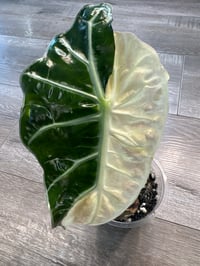 ALOCASIA POLLY VARIEGATED (P2)