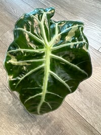 ALOCASIA POLLY VARIEGATED (P3) *Low var*