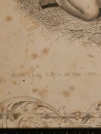 Image 3 of "Adam And Eve" Rare 1800s Bible Page And Preserved Web