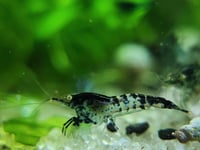 Image 1 of Black Rili Neocaridina 