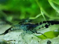 Image 3 of Black Rili Neocaridina 