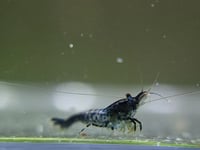 Image 5 of Black Rili Neocaridina 