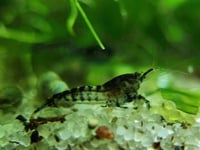 Image 2 of Black Rili Neocaridina 