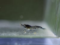 Image 4 of Black Rili Neocaridina 