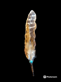 10 inch Feather with turquoise bead 