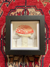 Image 1 of *SOLD* Fly Agaric mushroom 