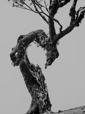 Image of Fanal Laurel Tree (I)